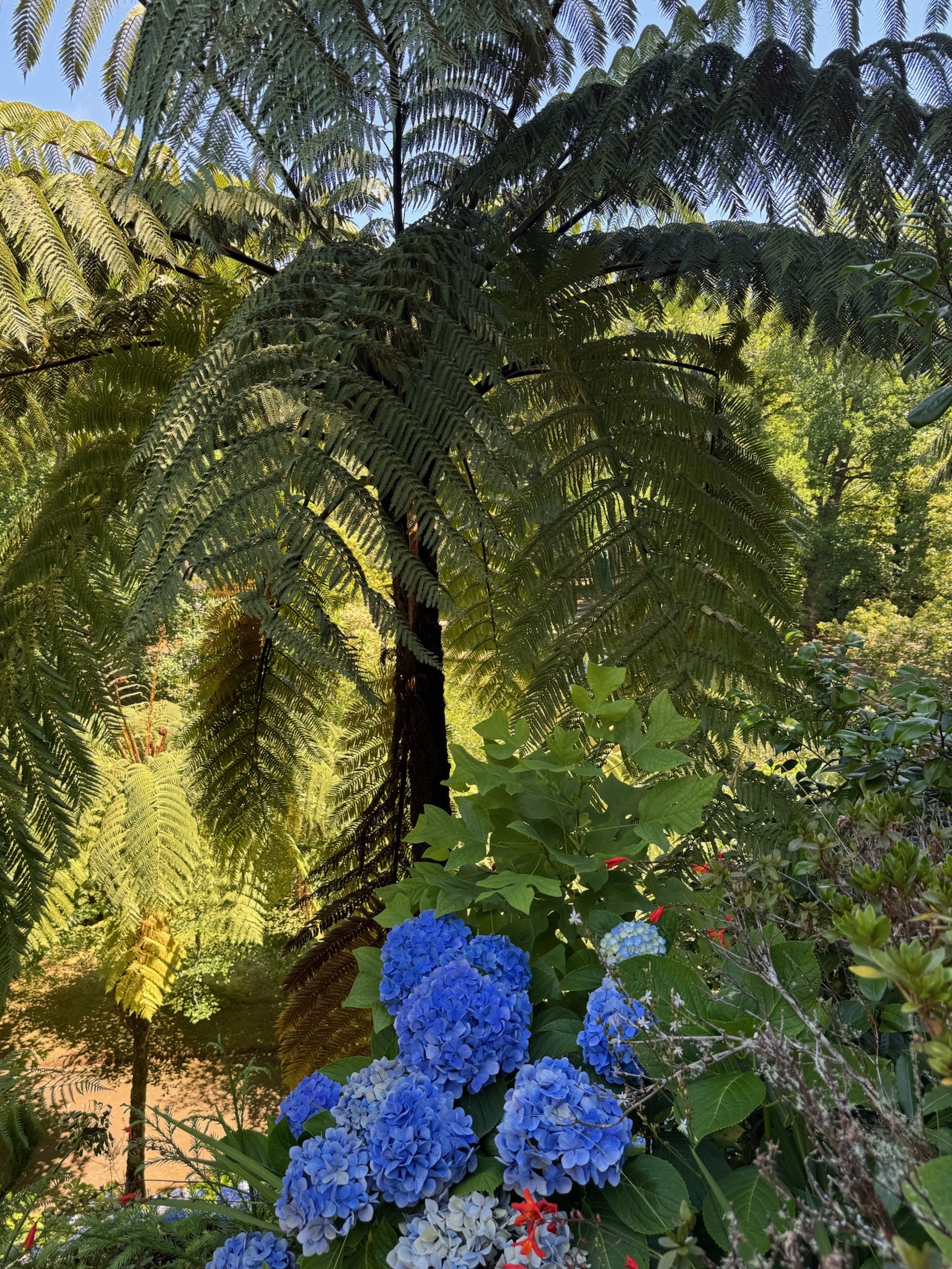 Lush garden of tree ferns
